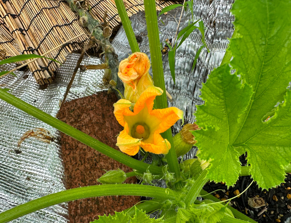 ズッキーニの花