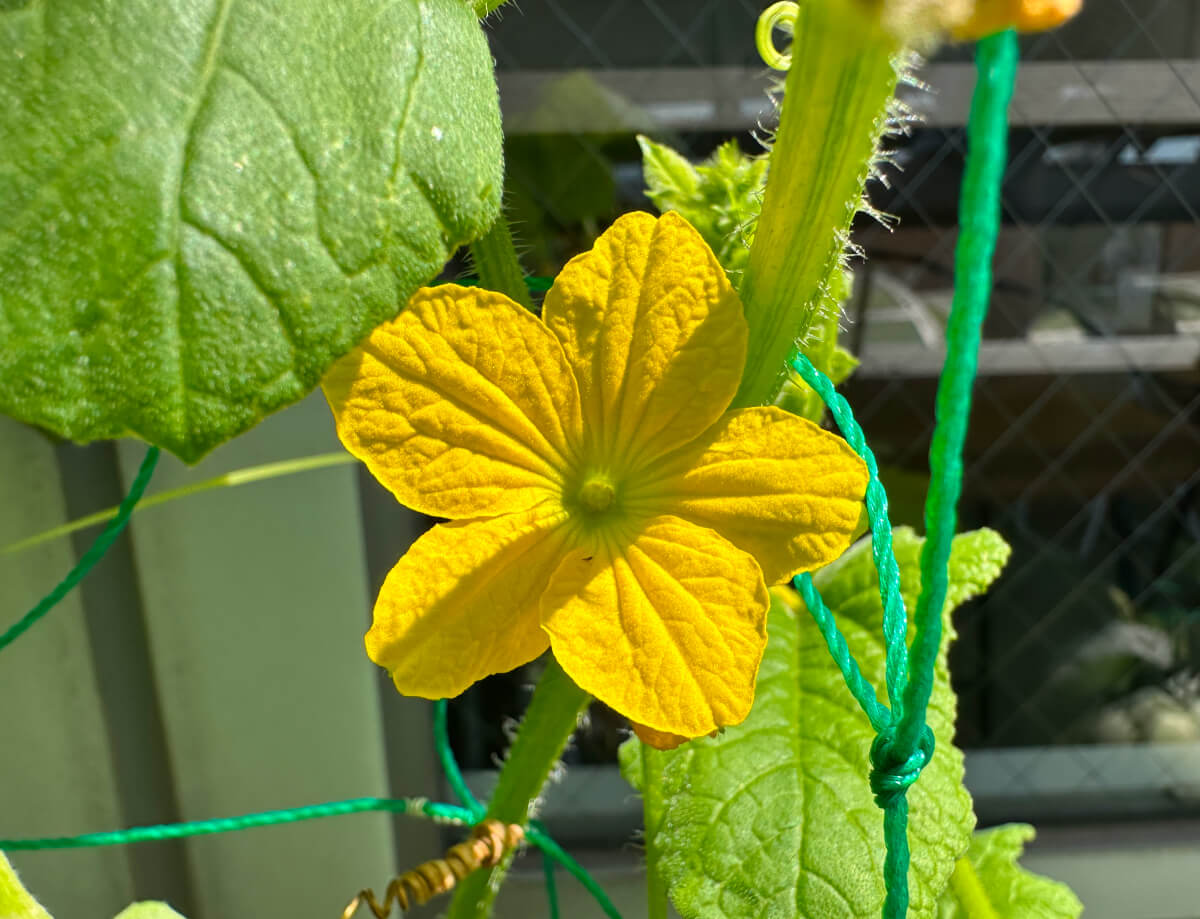 ころたんの花