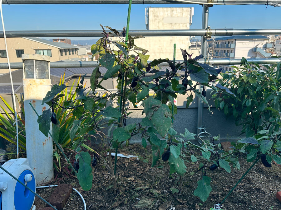 とうとうナス終い