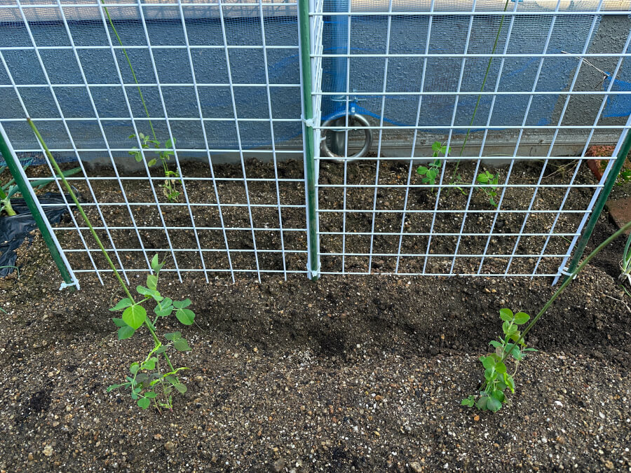 弱々しいえんどうさん