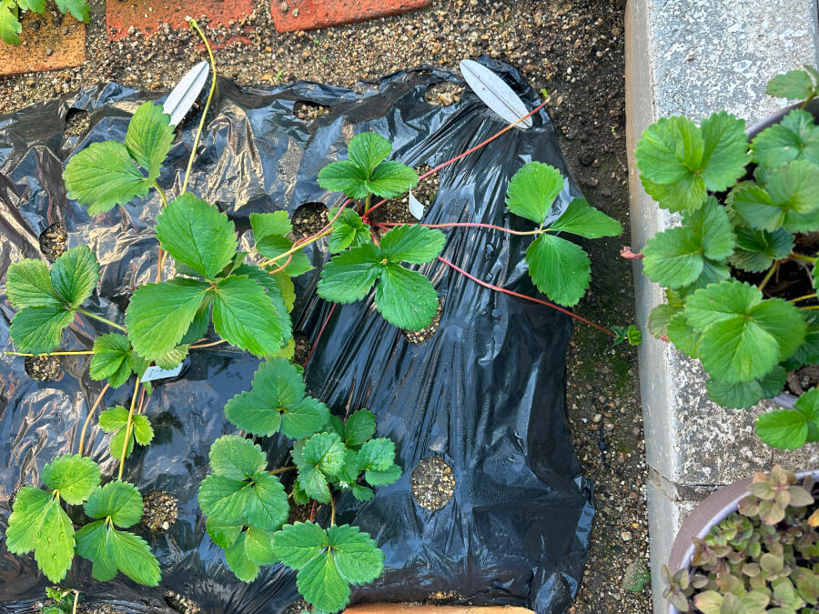 のび～るイチゴ