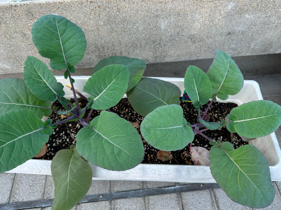 差が出始めました