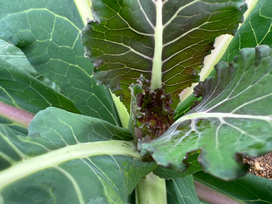 カリフラワーの赤ちゃん