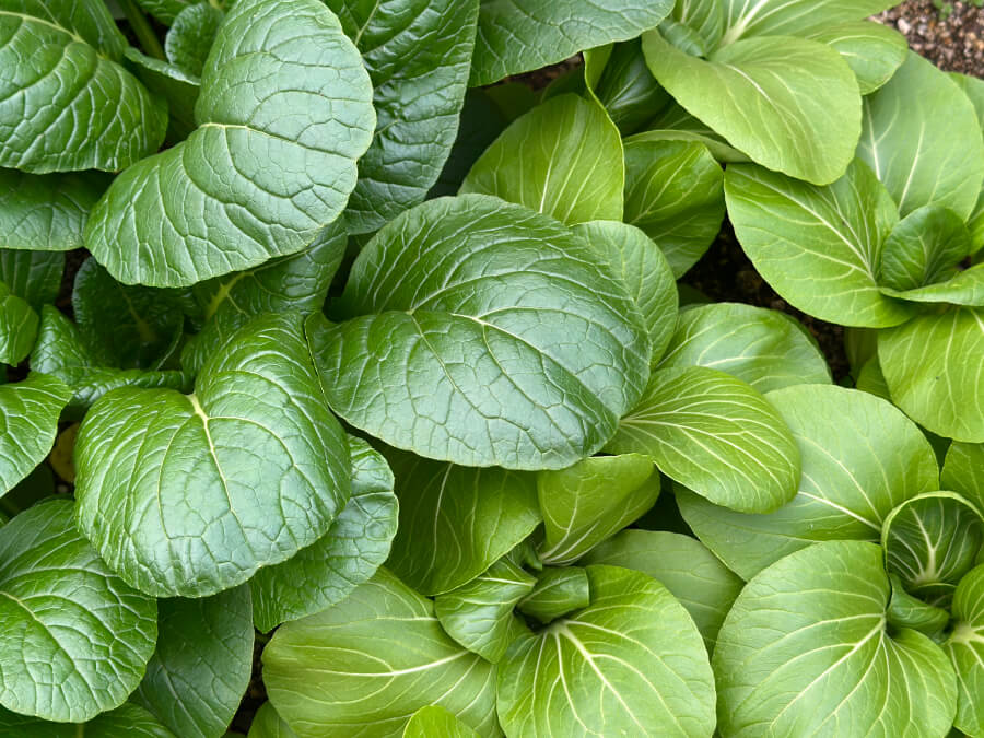 間引いたつもりでも