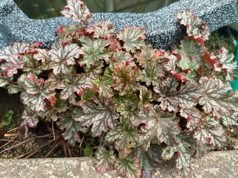 こんな色でしたっけ？