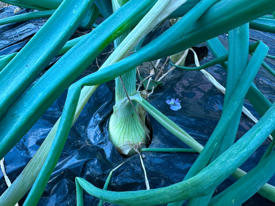 逞しくなってきたよ