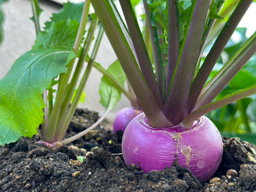 今年もお世話になりました。