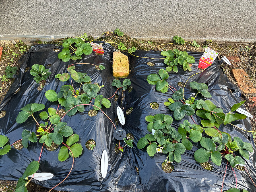 1月半ばの菜園 その2