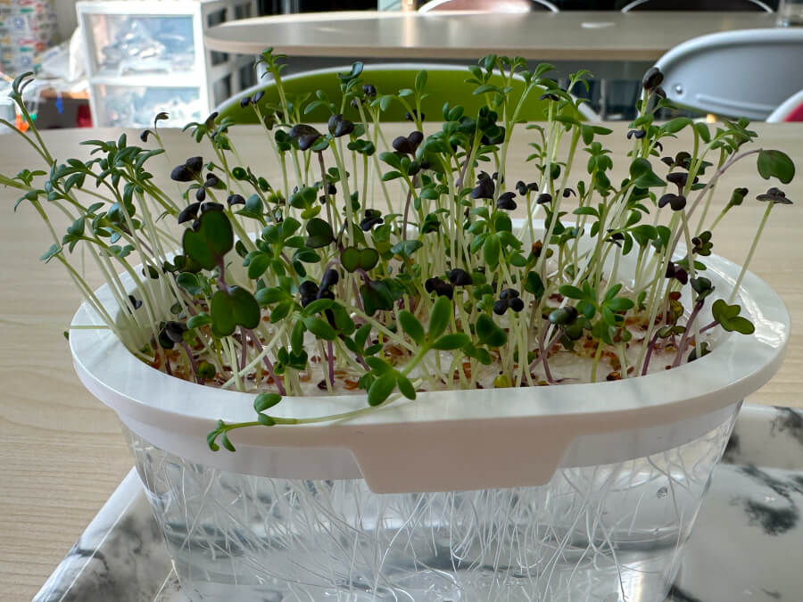 もう食べられそう