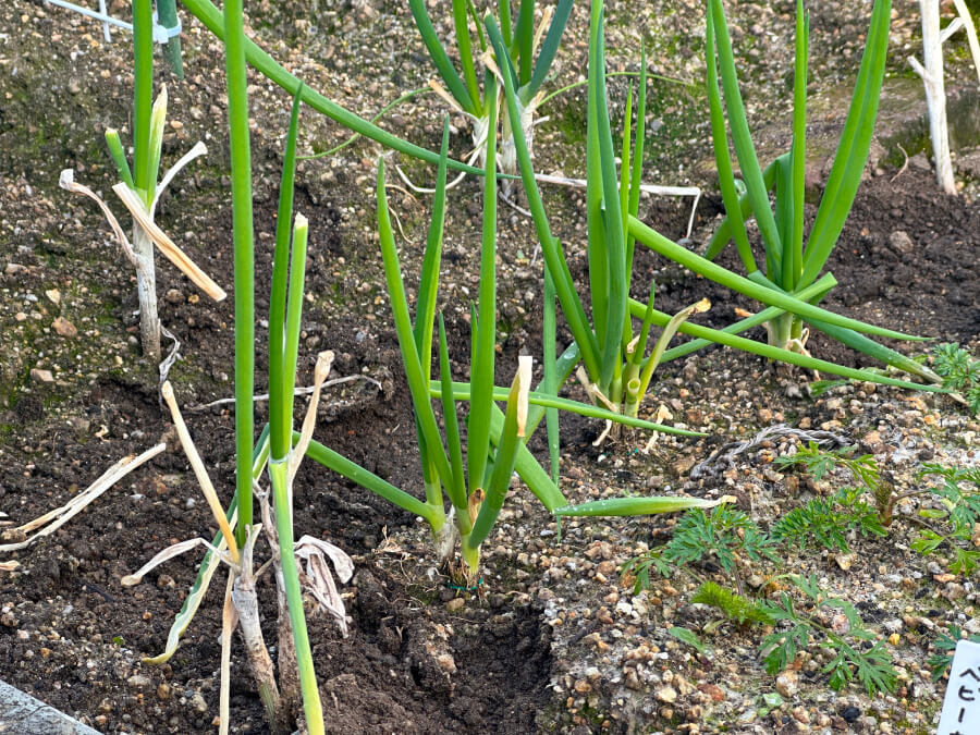 ネギが元気に育ってます