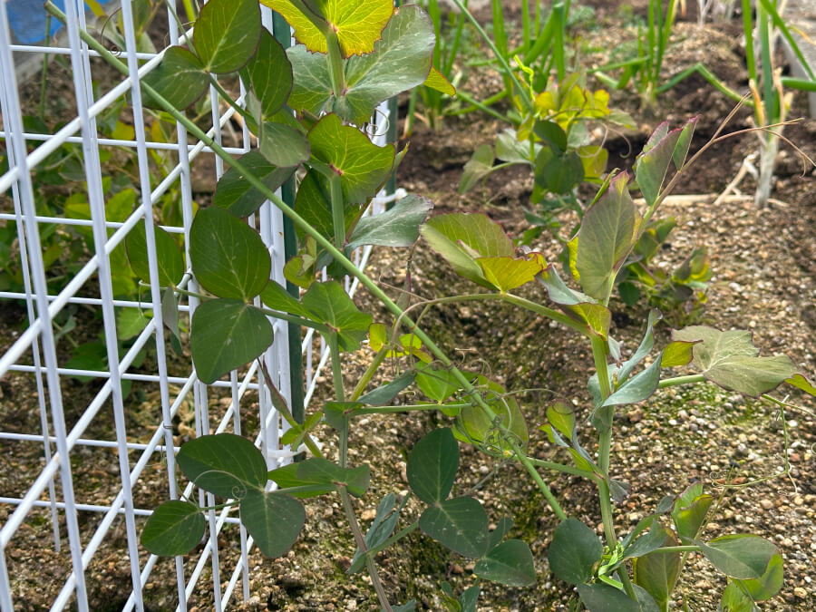 寒さに負けるなっ!