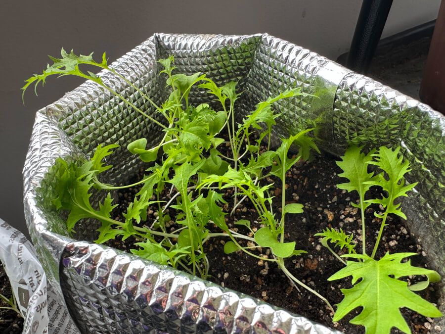 細めだけれども