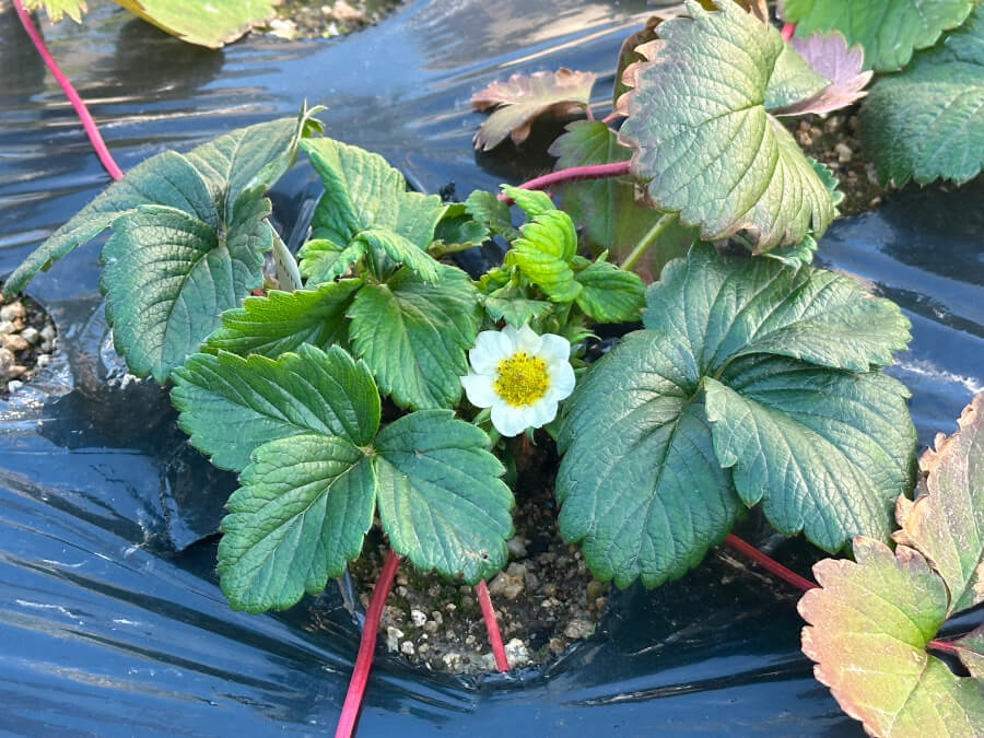イチゴの花が咲きました