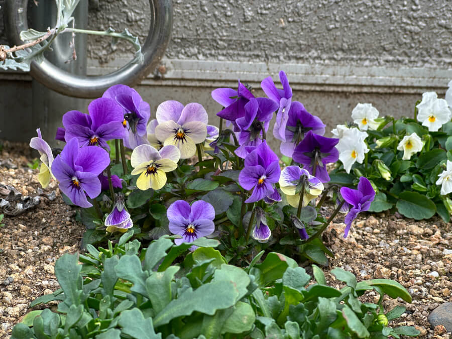 春の定番パンジー