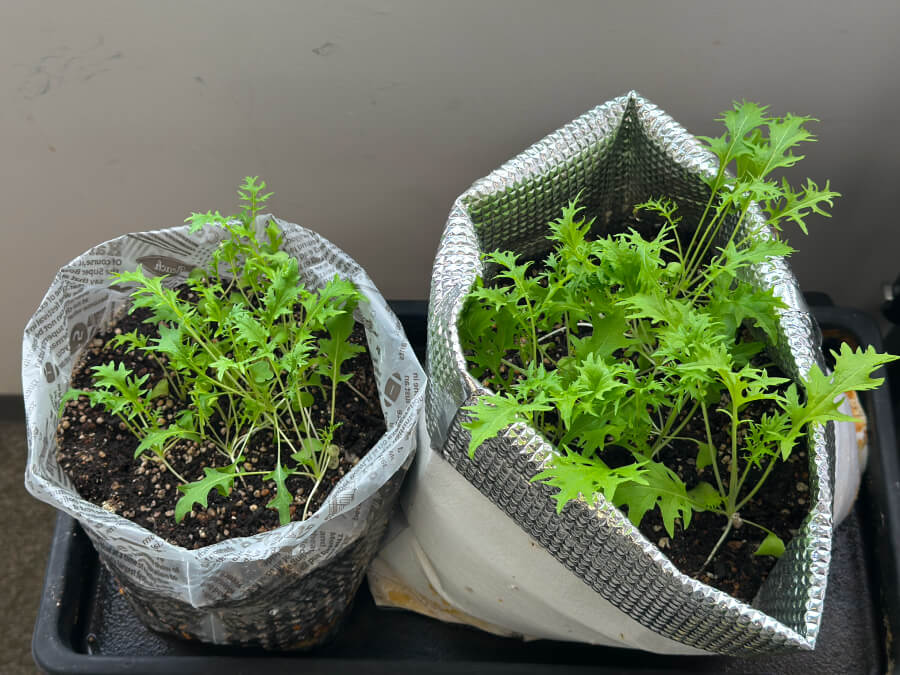 プランターの水菜