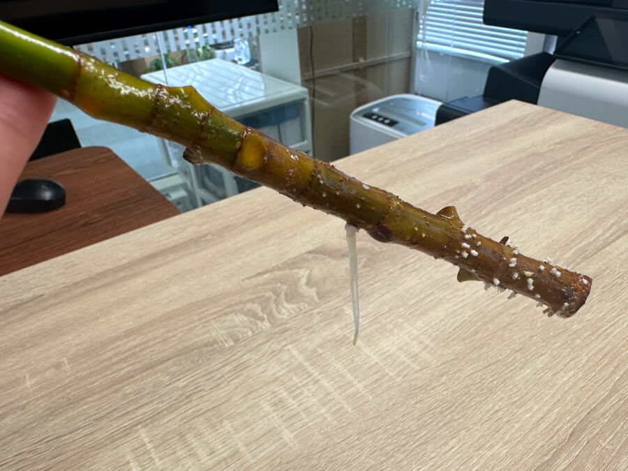 フィカス・アルテシマの挿し木