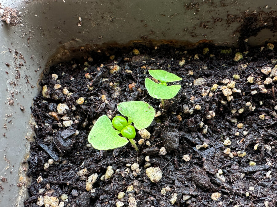 バジルが発芽しました