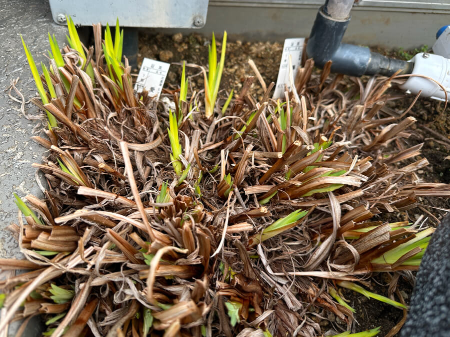 菖蒲が芽吹きました。