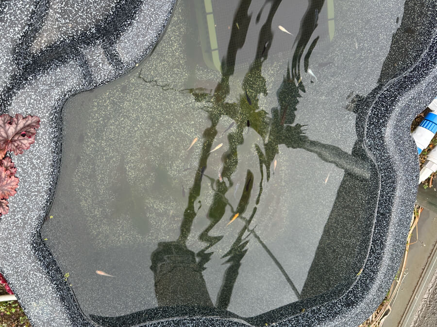 めだかも活動再開