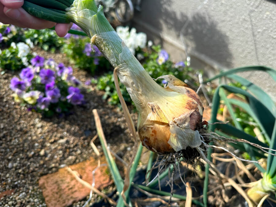 玉ねぎ収穫
