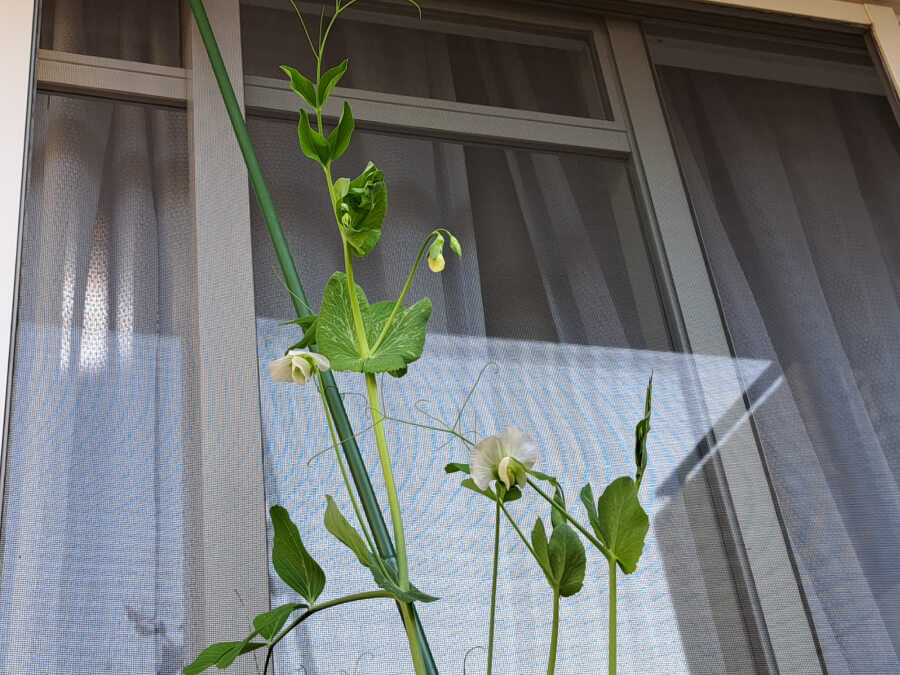 スナップエンドウの花