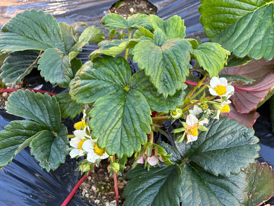 お花がたくさんついてます