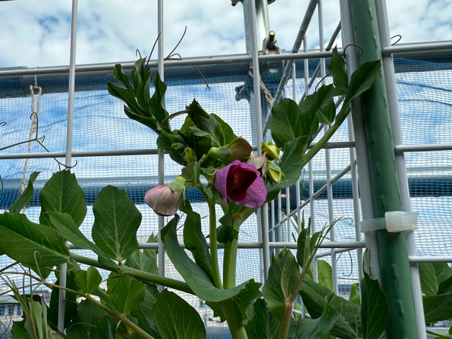 さやえんどうの花が