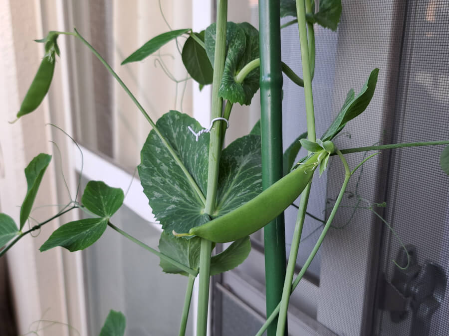 スナップエンドウ