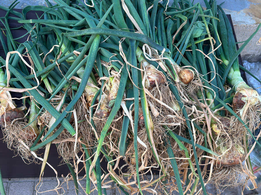 玉ねぎ収穫しました