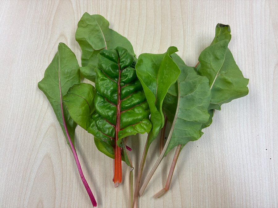 スイスチャードの収穫