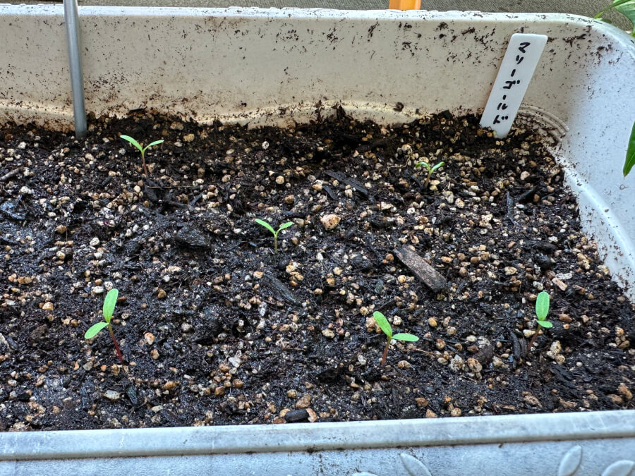 マリーゴールド