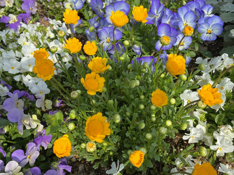 クリサンセマム