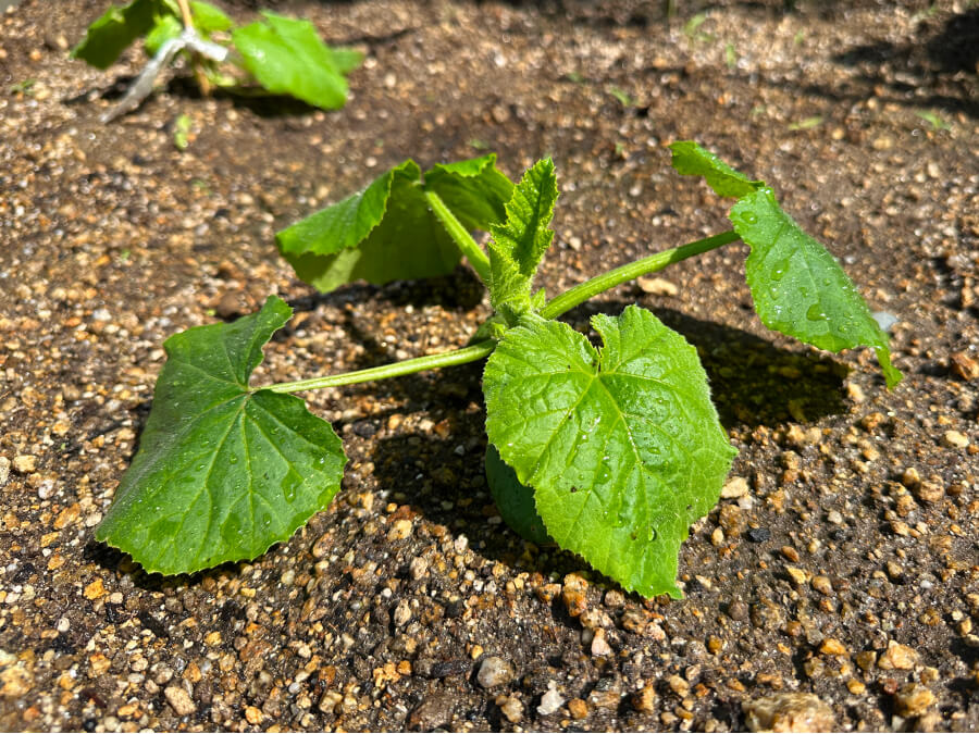 定植ズッキーニ