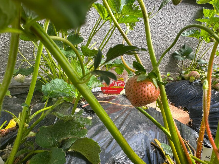 収穫間近