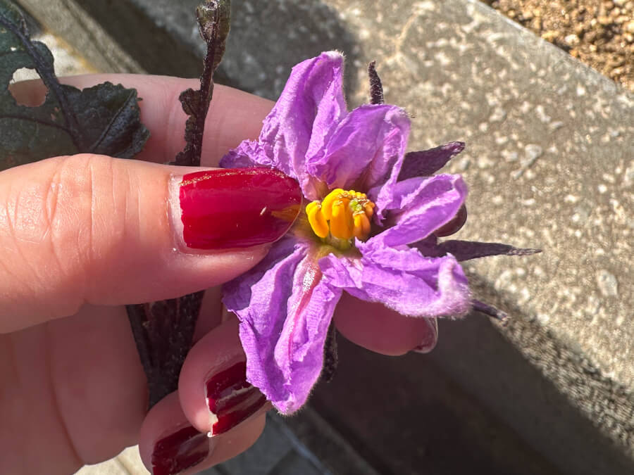 ナスの一番花