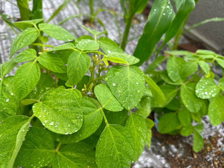枝豆も順調です