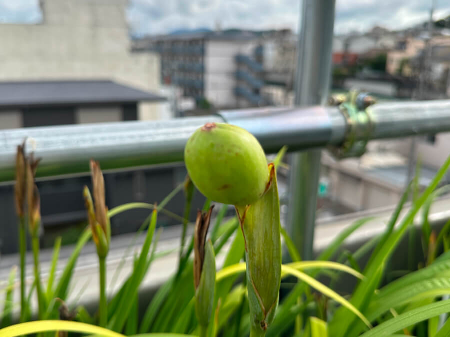 菖蒲のタネ
