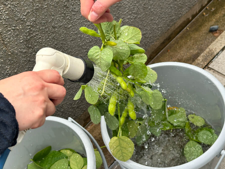 枝豆を洗う様子